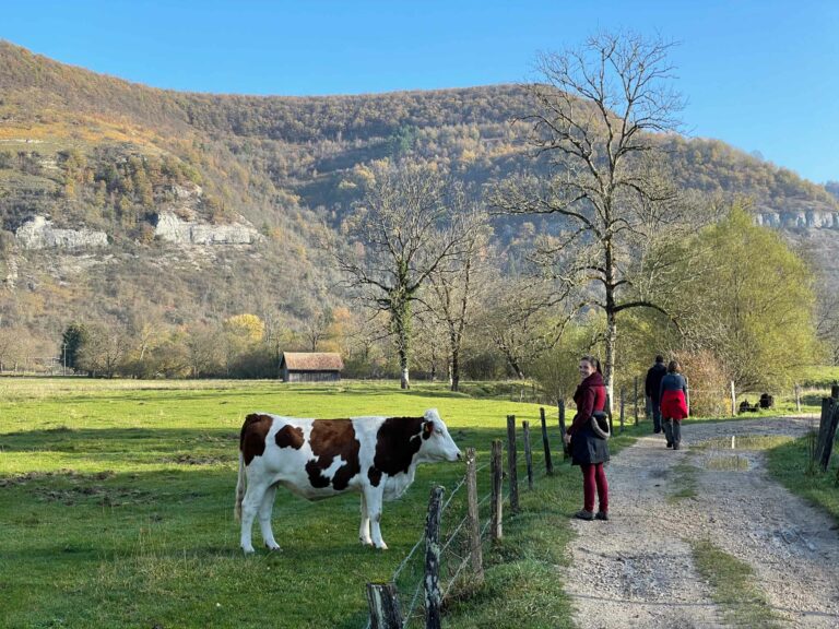 Randonnée et vaches dans le Doubs